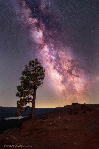 Cinder Cone Tree Lassen Park